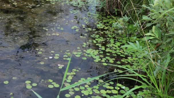 Swamp Life Flora Fauna — Stock Video