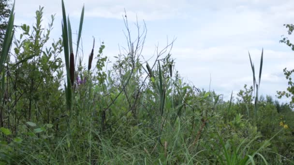 Pantano Vida Flora Fauna — Vídeo de stock