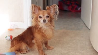 Zencefilli, yaşlı chihuahua köpeği evde.