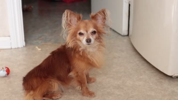 Ingefära Gammal Chihuahua Hund Hemma — Stockvideo