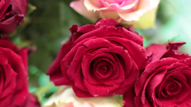 Mengumpulkan Karangan Bunga Riil Mawar Merah — Stok Video