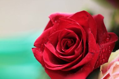 popüler ve favori gül çiçekleri