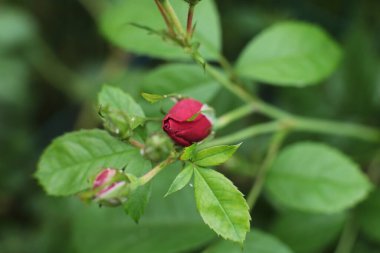 popüler ve favori gül çiçekleri