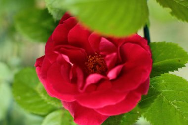 popüler ve favori gül çiçekleri