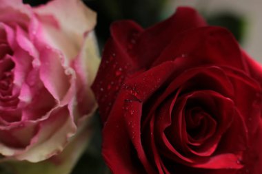 popüler ve favori gül çiçekleri