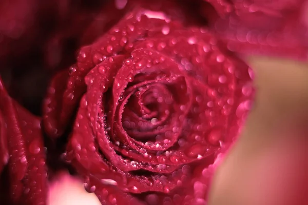 Populární Oblíbené Růže Květiny — Stock fotografie
