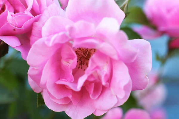 Populära Och Favorit Ros Blommor — Stockfoto