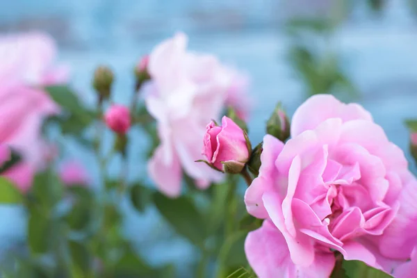Δημοφιλή Και Αγαπημένα Λουλούδια Τριαντάφυλλο — Φωτογραφία Αρχείου