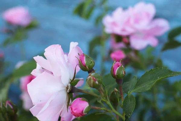 Fiori Rosa Popolari Preferiti — Foto Stock