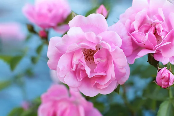 Fiori Rosa Popolari Preferiti — Foto Stock