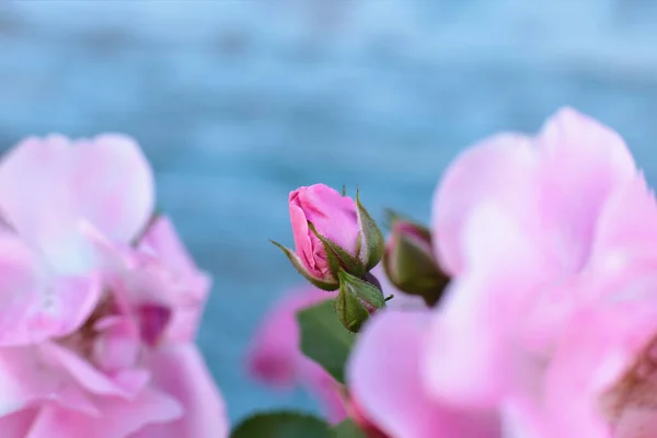 Populära Och Favorit Ros Blommor — Stockfoto