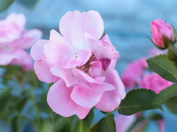 Beliebte Und Beliebte Rosenblüten — Stockfoto