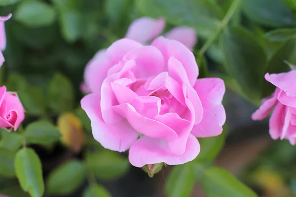 Beliebte Und Beliebte Rosenblüten — Stockfoto