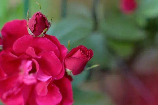 Populära Och Favorit Ros Blommor — Stockfoto