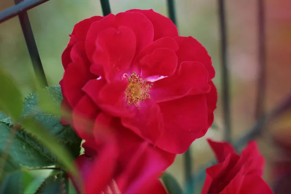 Populära Och Favorit Ros Blommor — Stockfoto