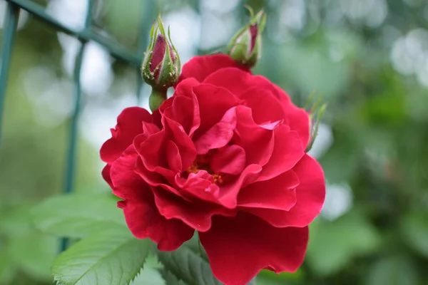Populära Och Favorit Ros Blommor — Stockfoto