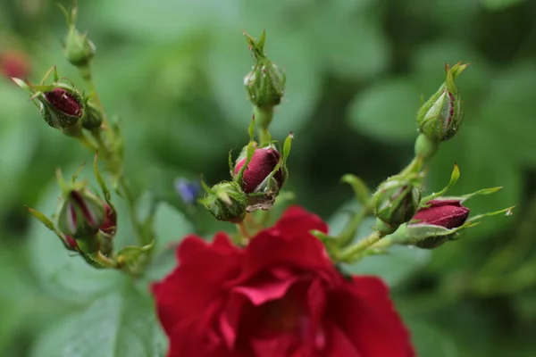 Populära Och Favorit Ros Blommor — Stockfoto