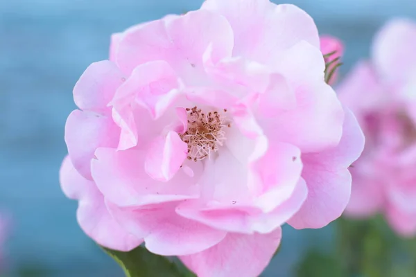 Δημοφιλή Και Αγαπημένα Λουλούδια Τριαντάφυλλο — Φωτογραφία Αρχείου
