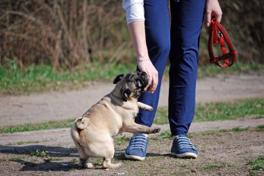 Cins genç köpek lakap Bonnie tarafından bir pug hostes ile parkta oynar