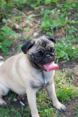 Cins genç köpek lakap Bonnie tarafından bir pug hostes ile parkta yürüyor