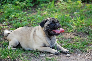 Genç köpek Bonnie lakabıyla bir köpek, parkta yürüyor, dinlenmek için uzandı.