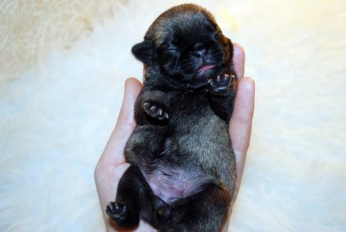 Yeni doğan köpek yavrusu Mopsa bir el üzerinde uyur