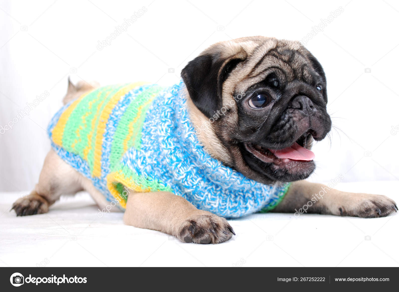 knitted pug