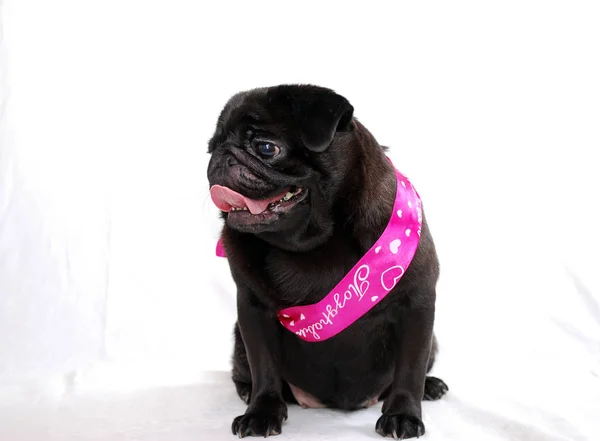 The black pug sits with a pink tape on a white background