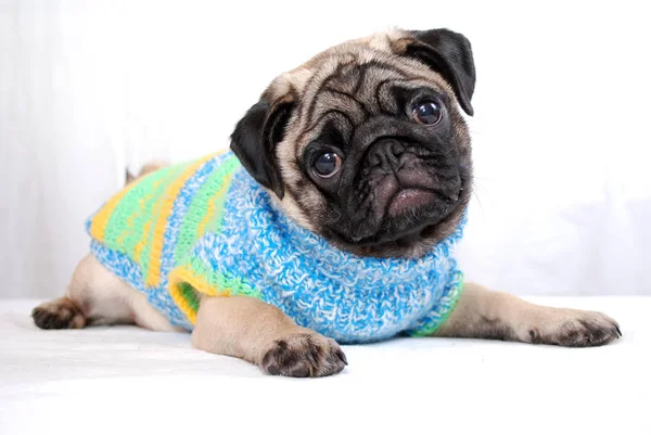 스웨터에 색상의 퍼그의 강아지는 거짓말을하고 옆으로 머리를 — 스톡 사진