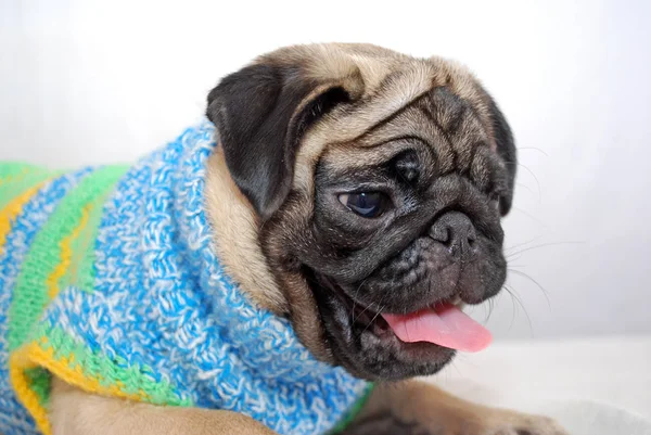 배경에 스웨터에 색상의 퍼그의 강아지 클로즈업 — 스톡 사진