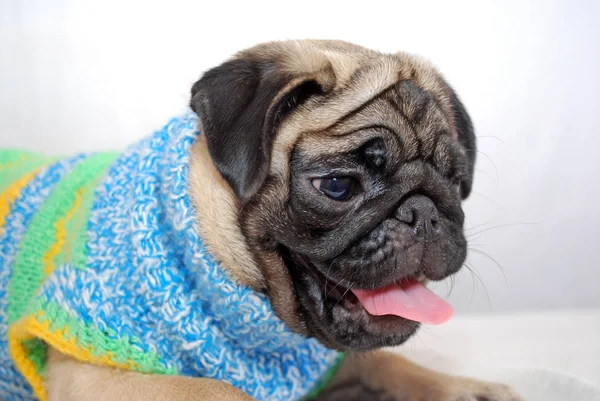 Beyaz bir arka plan üzerinde örme kazak kül grisi renk bir pug Köpek yavrusu. Portre yakın çekim