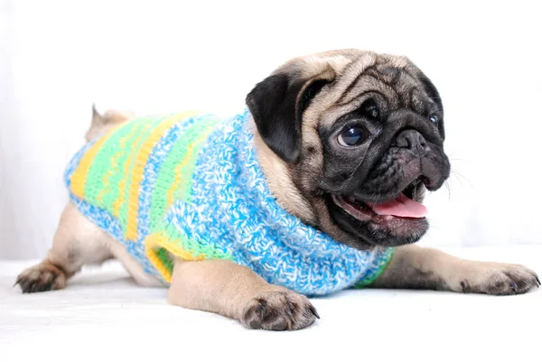 Örme kazak içinde kül grisi renk bir pug yavrusu yalan komutu idam. Beyaz arka plan
