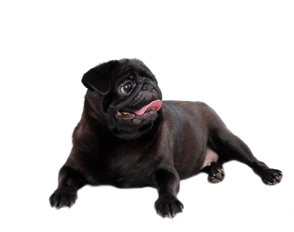 Pies Czarny Pug Leży Białym Tle — Zdjęcie stockowe