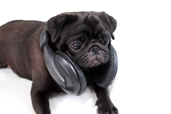 Собака Чорний Мопс Навушниками Білому Тлі — стокове фото