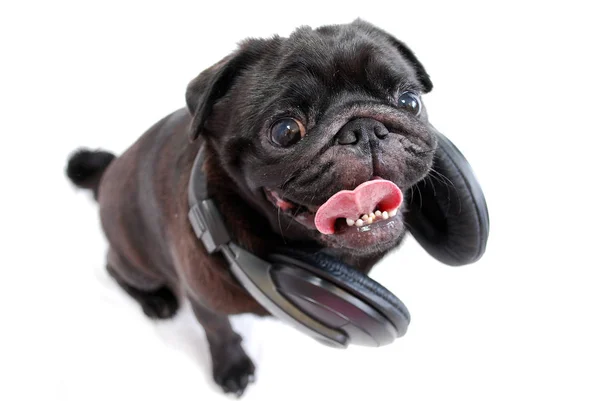 Hond Een Zwarte Pug Met Koptelefoon Een Witte Achtergrond — Stockfoto