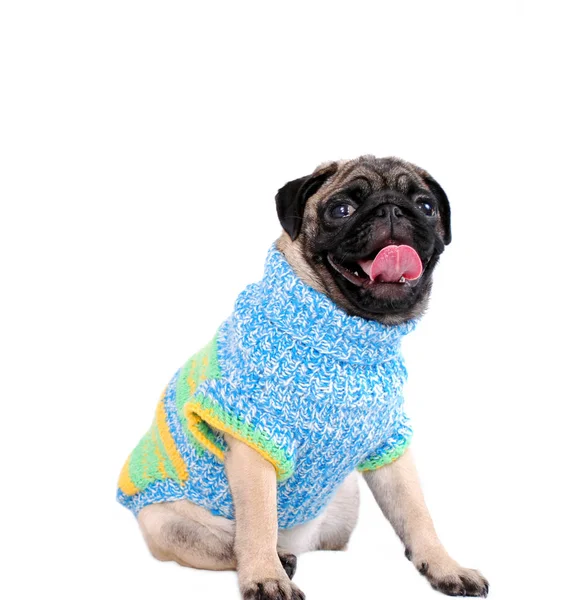 스웨터에 색상의 퍼그의 강아지는 배경에 — 스톡 사진