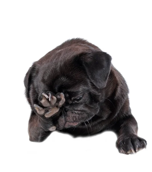 Cão Pug Preto Encontra Arranha Uma Pata Focinho Contexto Branco — Fotografia de Stock