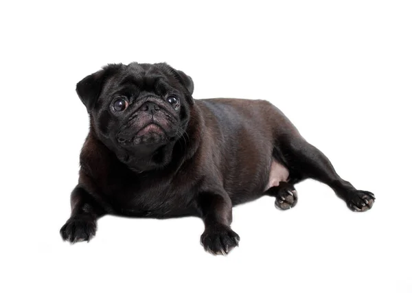 Cão Pug Preto Encontra Fundo Branco — Fotografia de Stock