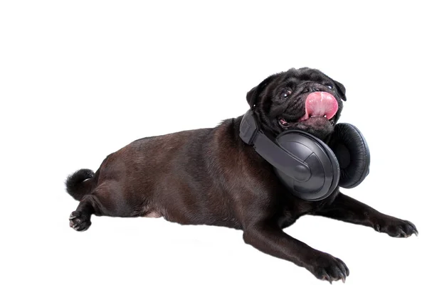 Perro Pug Negro Con Auriculares Sobre Fondo Blanco —  Fotos de Stock