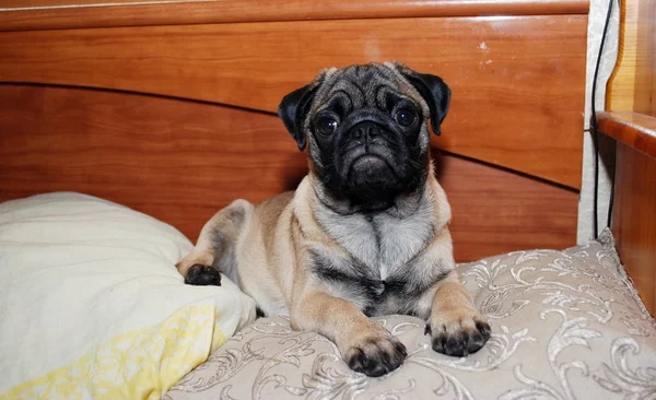 The puppy of a pug of ash-gray color lies on a pillow in a bed