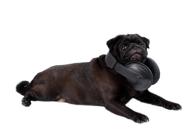 狗一个黑色的小狗与耳机在白色背景 — 图库照片