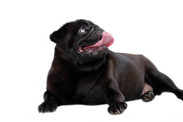 Cão Pug Preto Encontra Fundo Branco — Fotografia de Stock