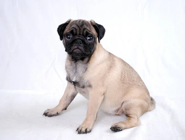 Puppy of a pug of ash-gray color on a white background