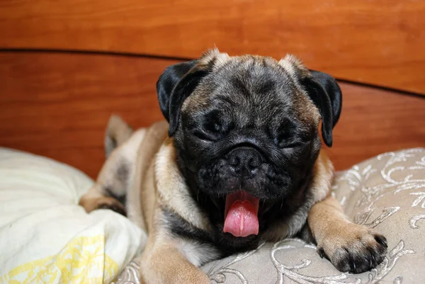 The puppy of a pug of ash-gray color yawns lying on a bed