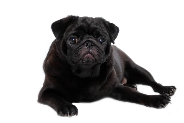 Cão Pug Preto Encontra Fundo Branco — Fotografia de Stock