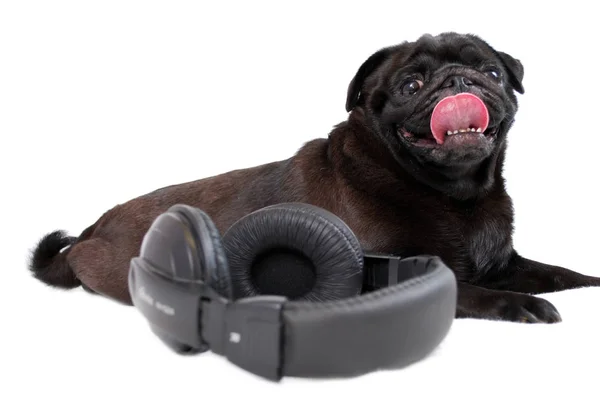 Cão Pug Preto Com Fones Ouvido Fundo Branco — Fotografia de Stock