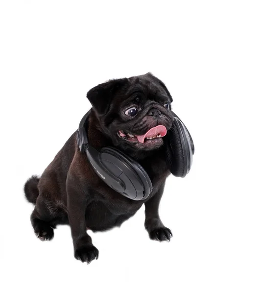 Cão Pug Preto Com Fones Ouvido Fundo Branco — Fotografia de Stock