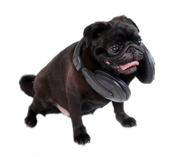 Perro Pug Negro Con Auriculares Sobre Fondo Blanco —  Fotos de Stock