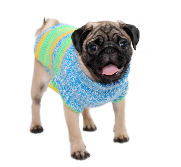 Puppy Pug Ash Gray Color Knitted Sweater Costs Flicked Out Stock Photo