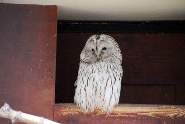 Kaluga bölgesinde kuş parkı sakinleri.